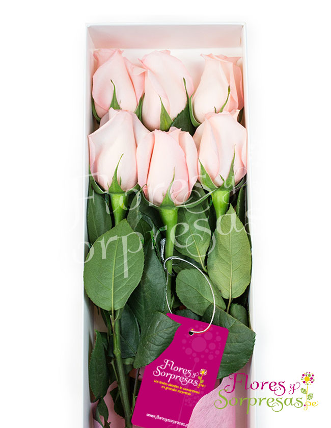 Caja de 6 rosas Rosadas