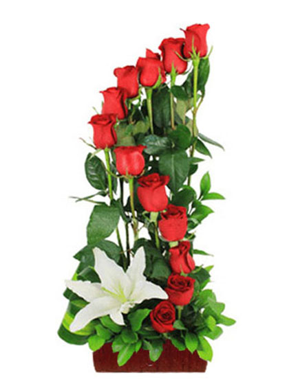 Amor Brillante AR1