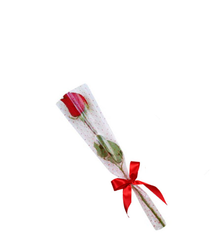 5 Ramos de una rosa con celofán RM440