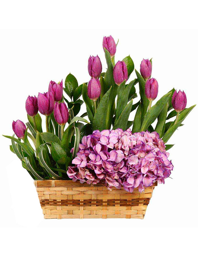 Canasta con 12 tulipanes