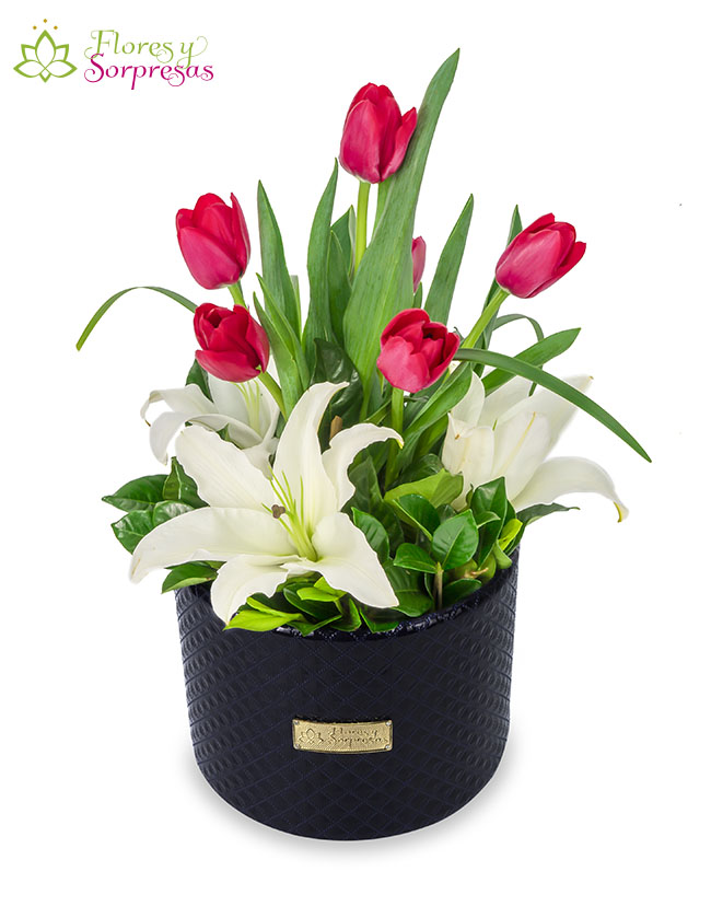 Box 6 Tulipanes