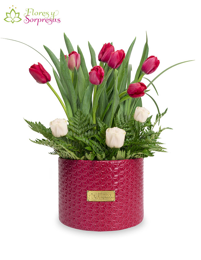 Box de 12 Tulipanes BP845