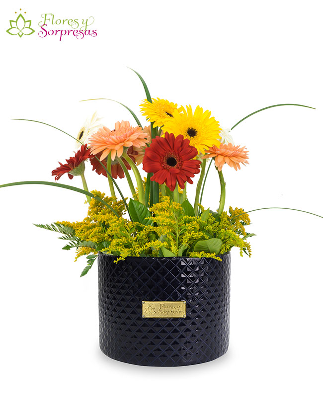 Box de 12 Gerberas
