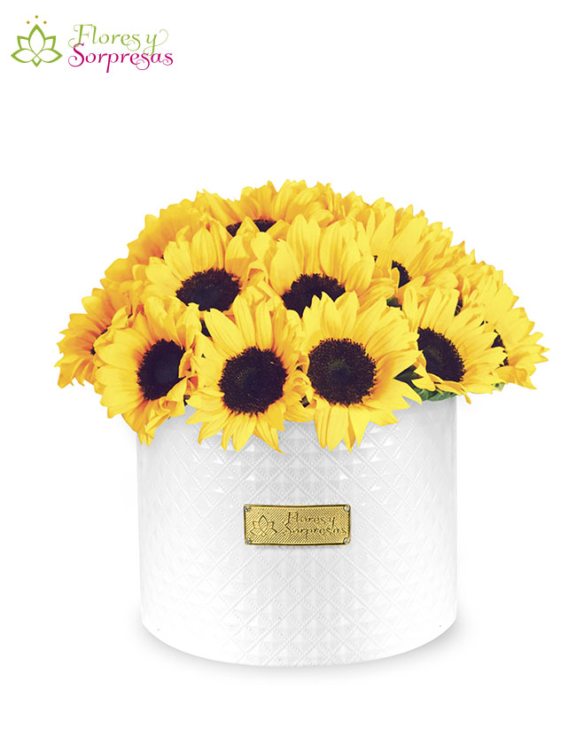 Box Premium 17 Girasoles amarillas