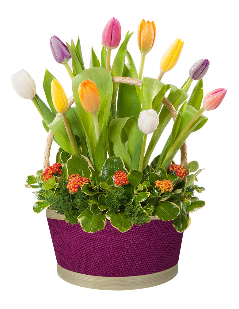 Romina de 12 tulipanes DM984 Delivery Lima y Callao